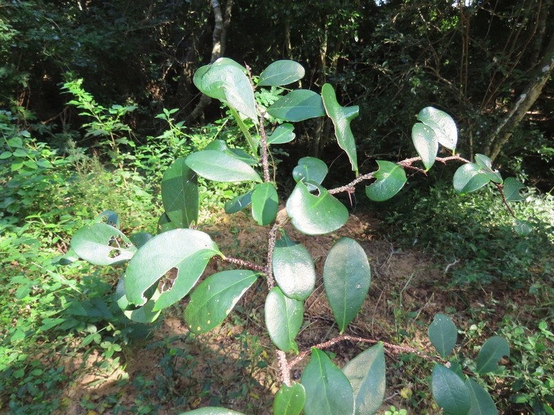 Putterlickia neglecta photo 8