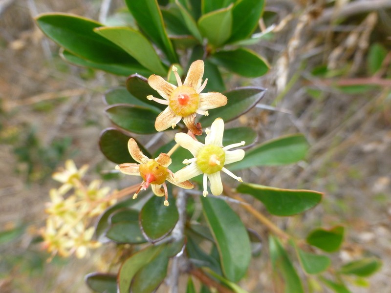 Putterlickia pyracantha