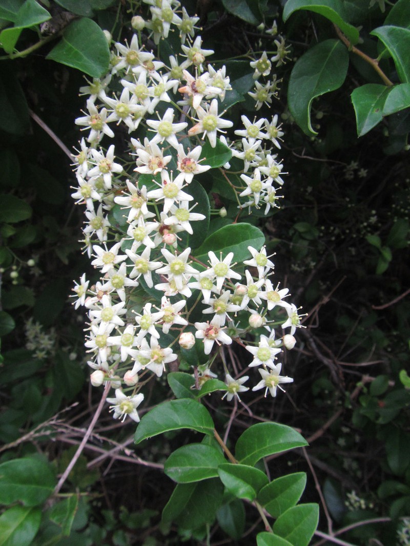 Putterlickia pyracantha photo 2