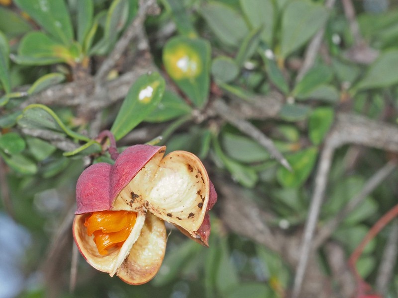 Putterlickia pyracantha photo 3