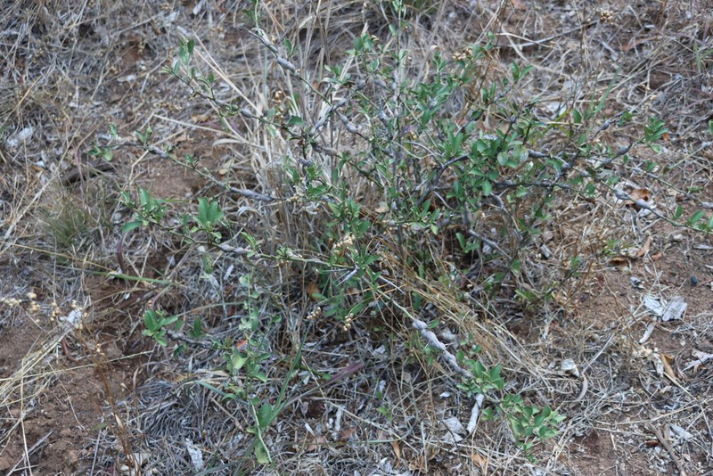 Putterlickia pyracantha photo 4