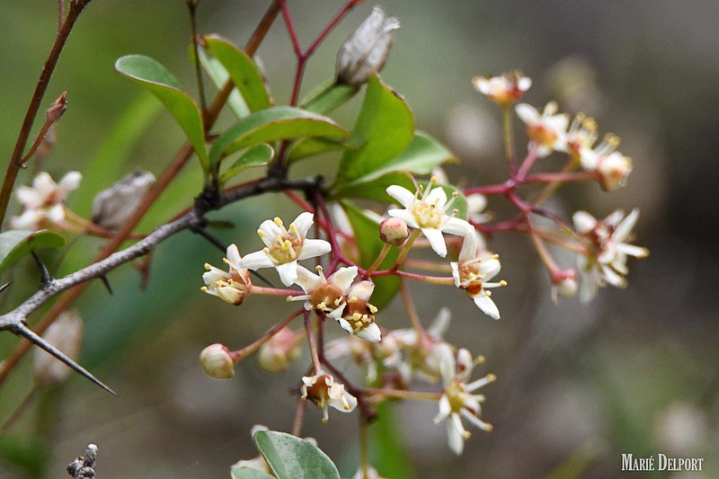 Putterlickia pyracantha photo 5