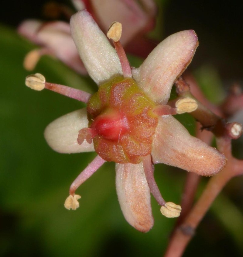 Putterlickia pyracantha photo 6