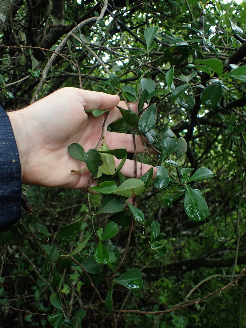 Putterlickia pyracantha photo 7