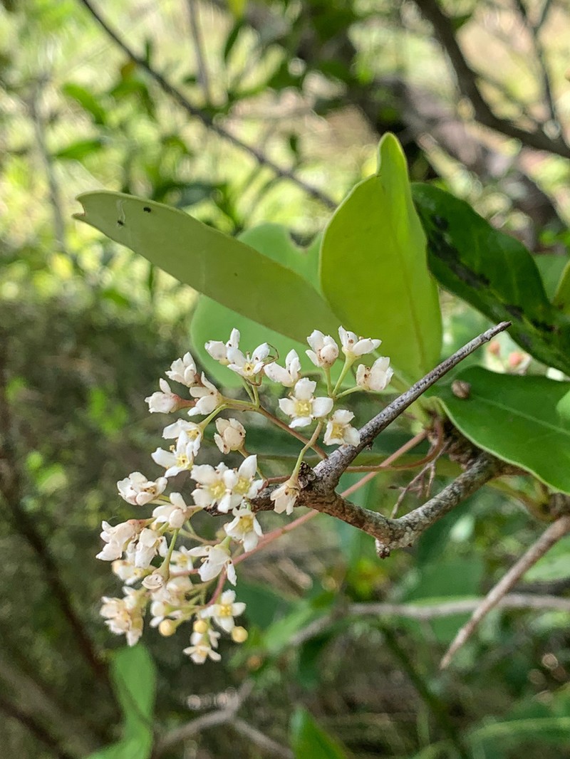 Putterlickia retrospinosa