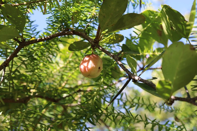 Putterlickia retrospinosa photo 3