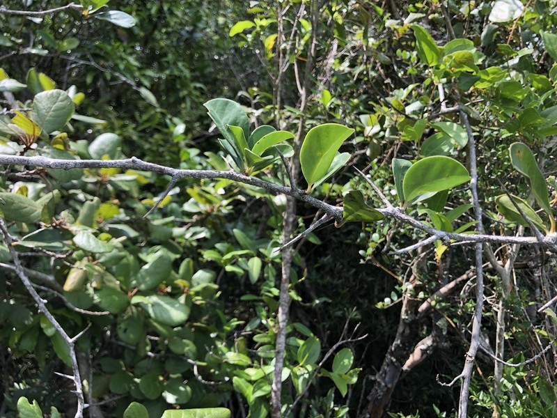 Putterlickia retrospinosa photo 4