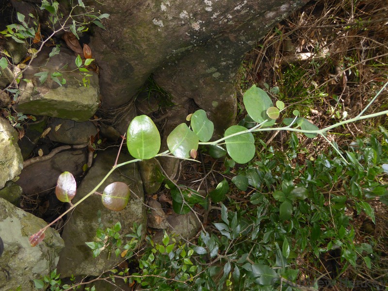 Putterlickia retrospinosa photo 6