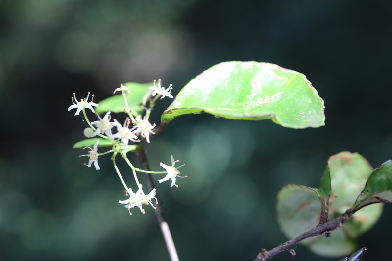 Putterlickia retrospinosa photo 8