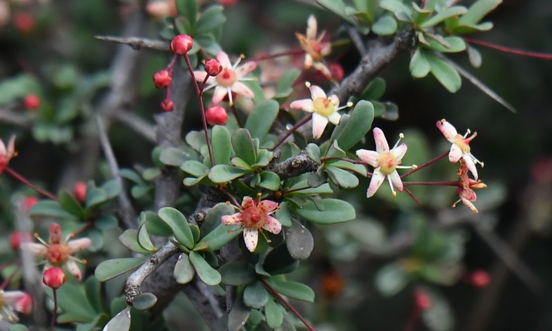 Putterlickia saxatilis photo 2