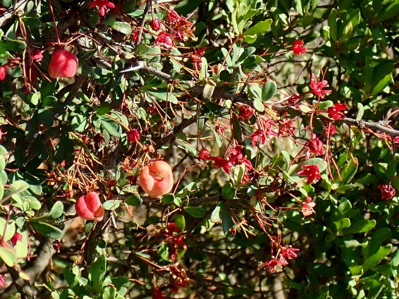 Putterlickia saxatilis photo 3