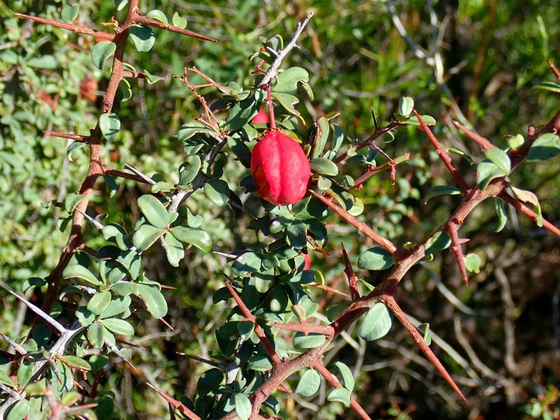 Putterlickia saxatilis photo 4