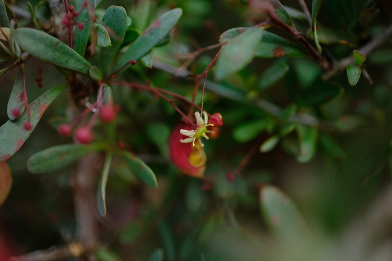 Putterlickia saxatilis photo 5