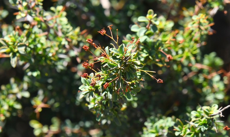 Putterlickia saxatilis photo 6