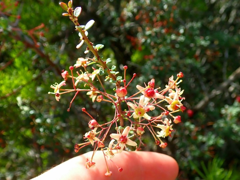 Putterlickia saxatilis photo 7