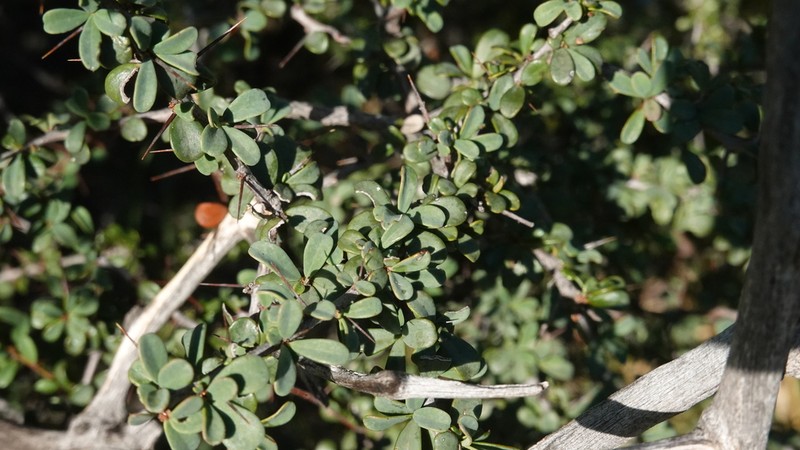 Putterlickia saxatilis photo 8