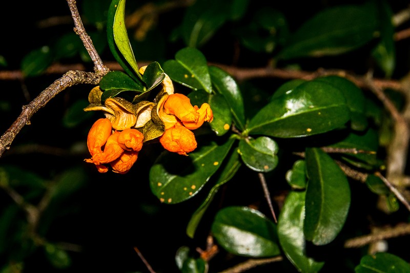 Putterlickia verrucosa