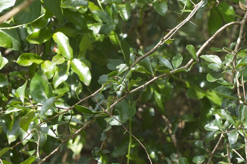Putterlickia verrucosa photo 2