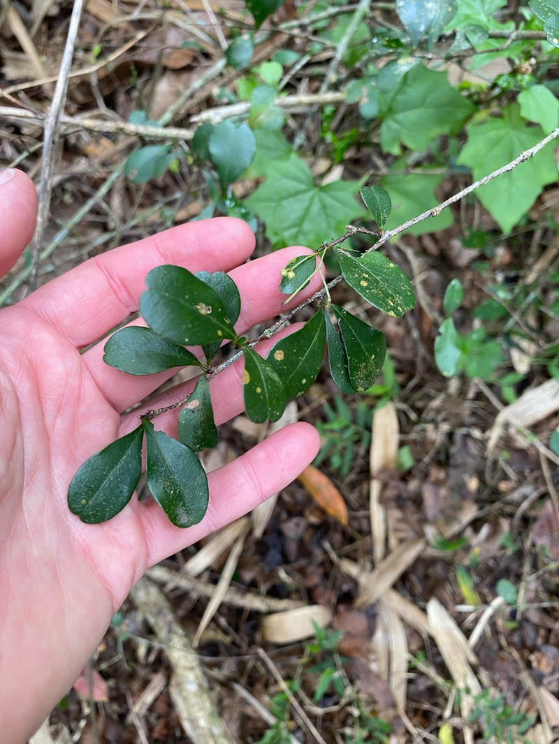Putterlickia verrucosa photo 4