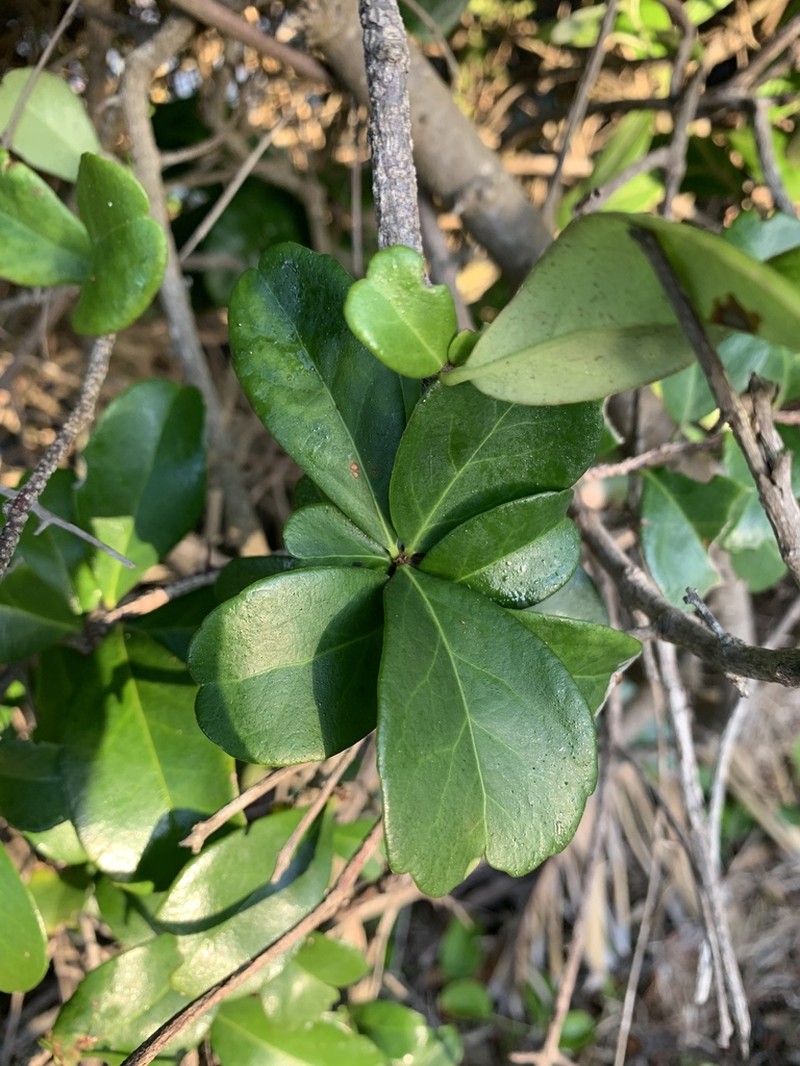 Putterlickia verrucosa photo 5