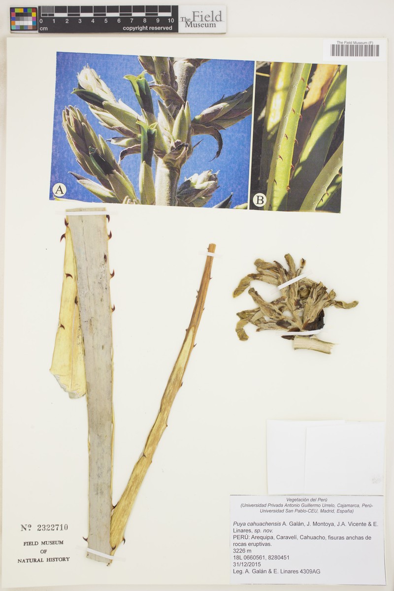 Puya cahuachensis