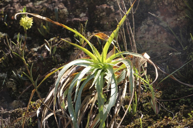 Puya pendula photo 2