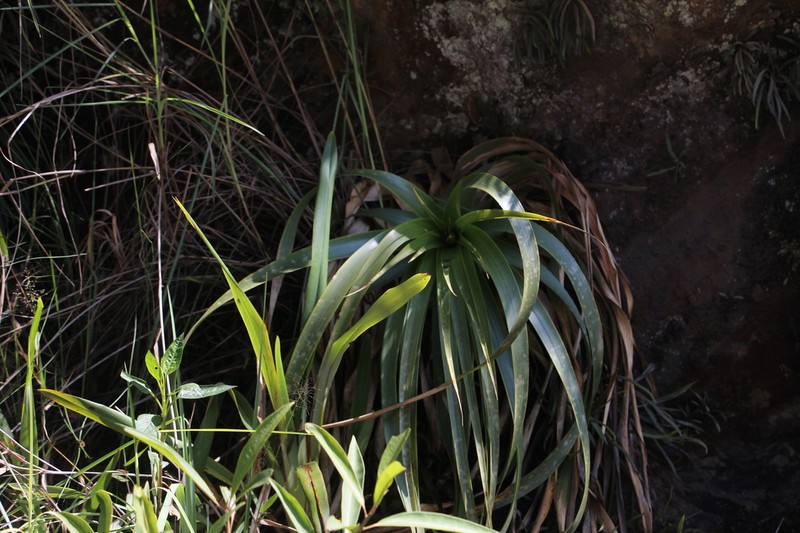 Puya pendula photo 3