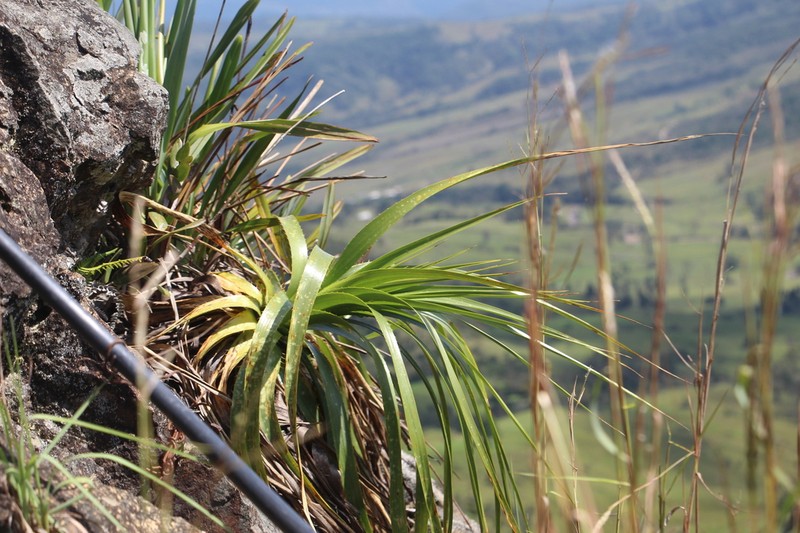 Puya pendula photo 4
