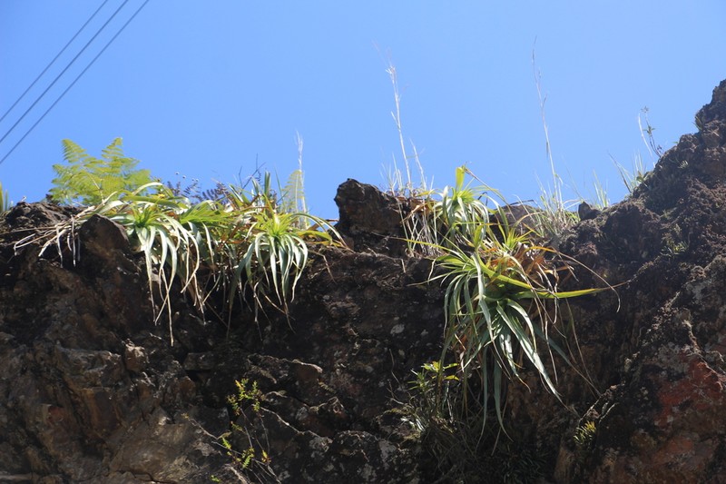 Puya pendula photo 5