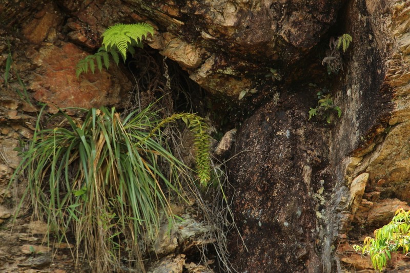 Puya pendula photo 8