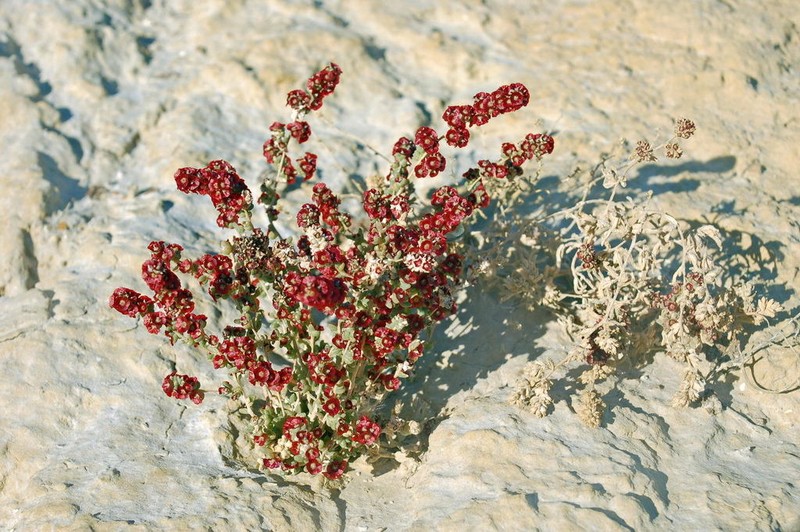 Pyankovia affinis