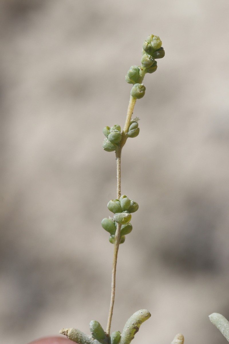 Pyankovia affinis photo 2