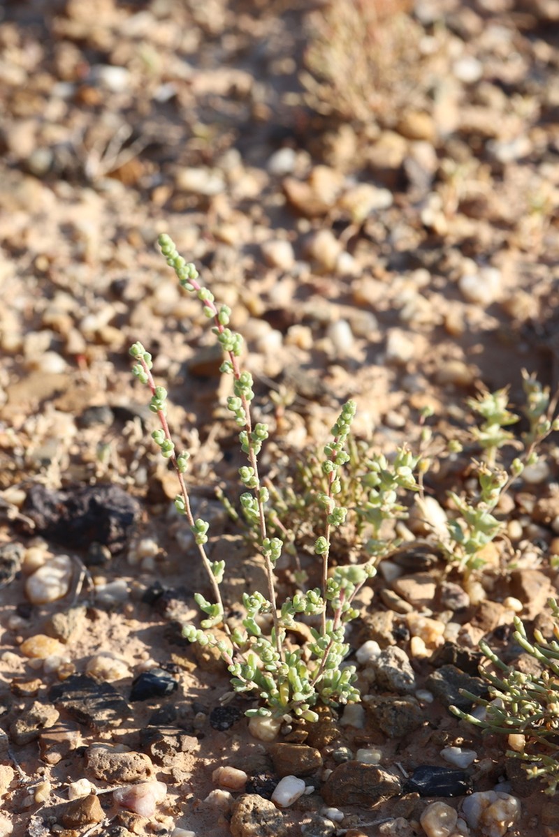 Pyankovia affinis photo 3