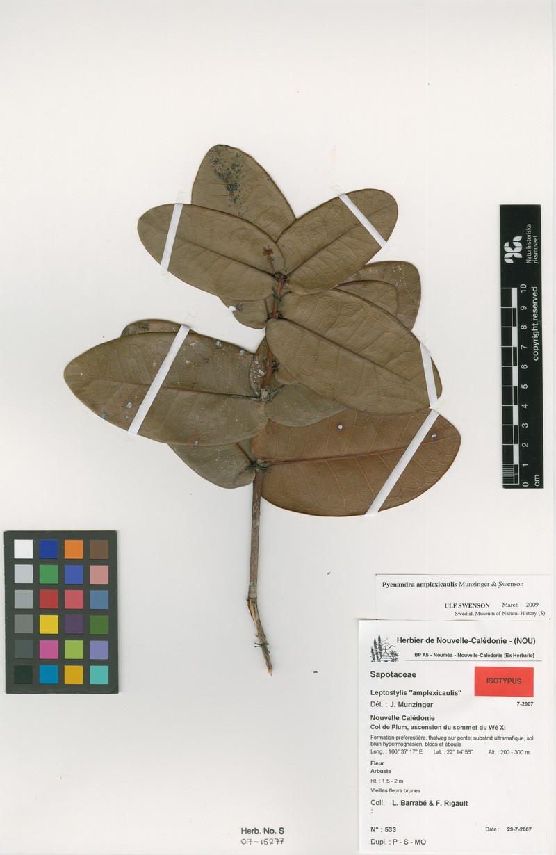 Pycnandra amplexicaulis