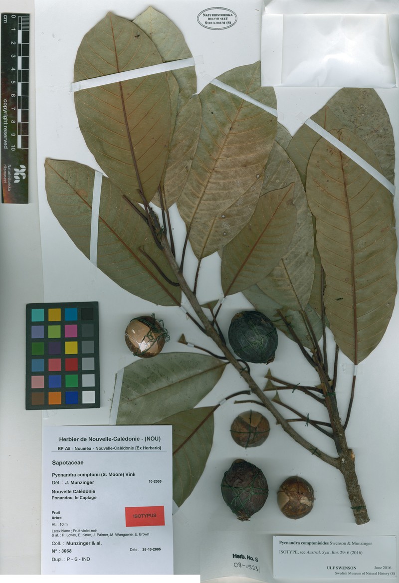 Pycnandra comptonioides