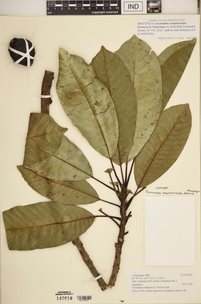 Pycnandra comptonioides photo 3