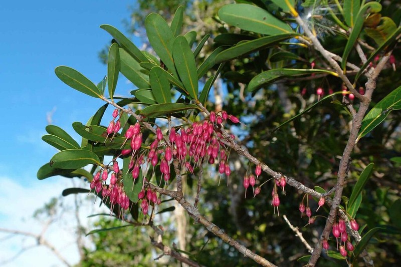 Pycnandra filipes