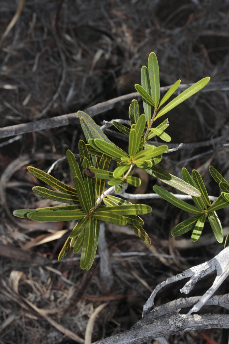 Pycnandra filipes subsp. filipes