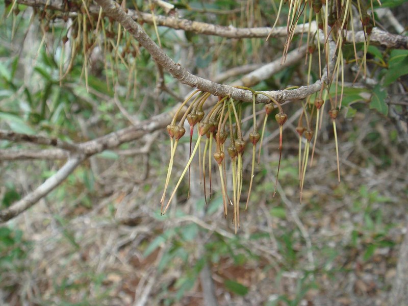 Pycnandra filipes subsp. filipes photo 2