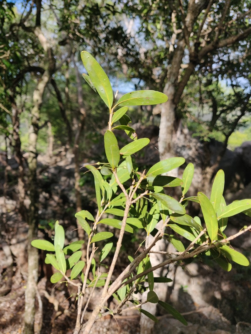 Pycnandra filipes subsp. multiflora