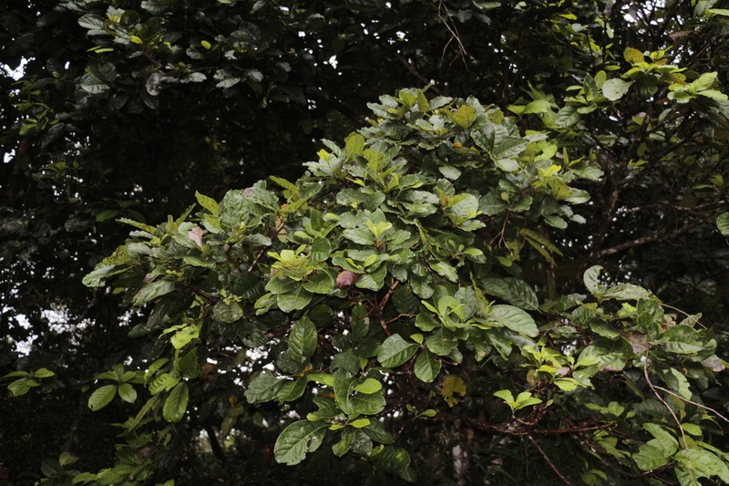 Pycnandra grandifolia