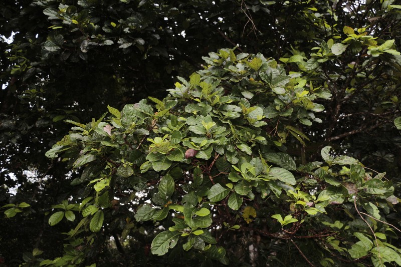 Pycnandra grandifolia photo 2