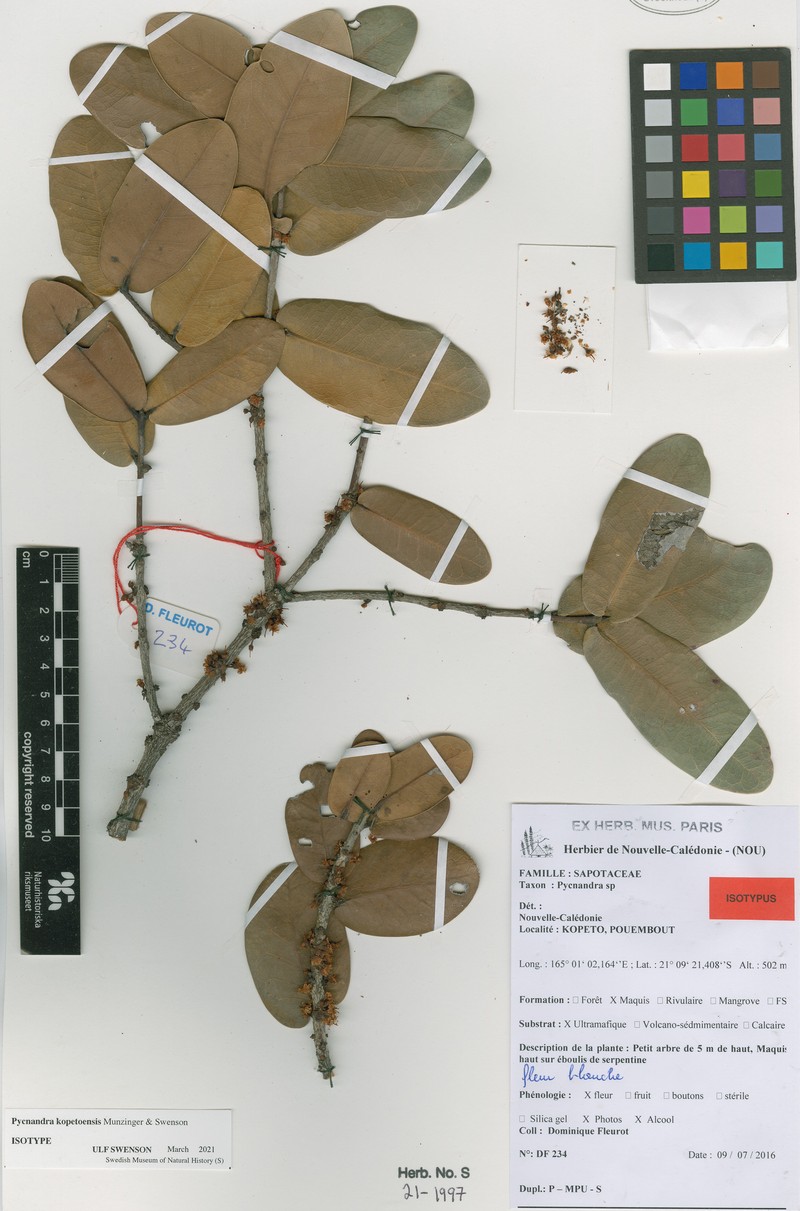 Pycnandra kopetoensis