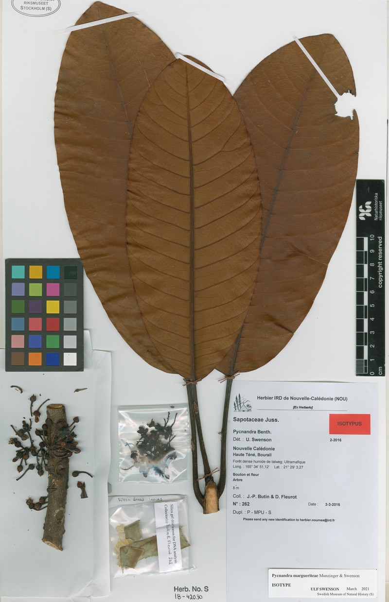 Pycnandra margueriteae