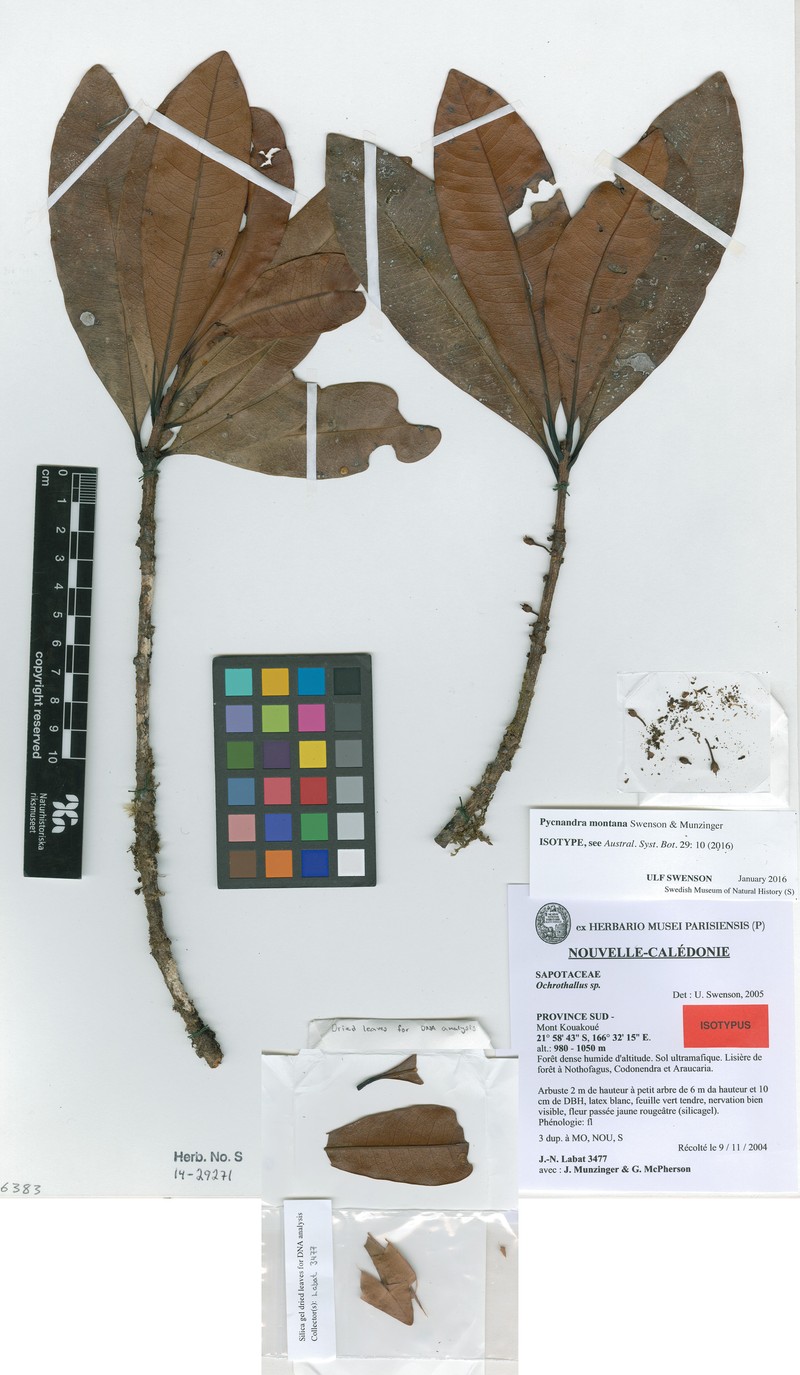 Pycnandra montana