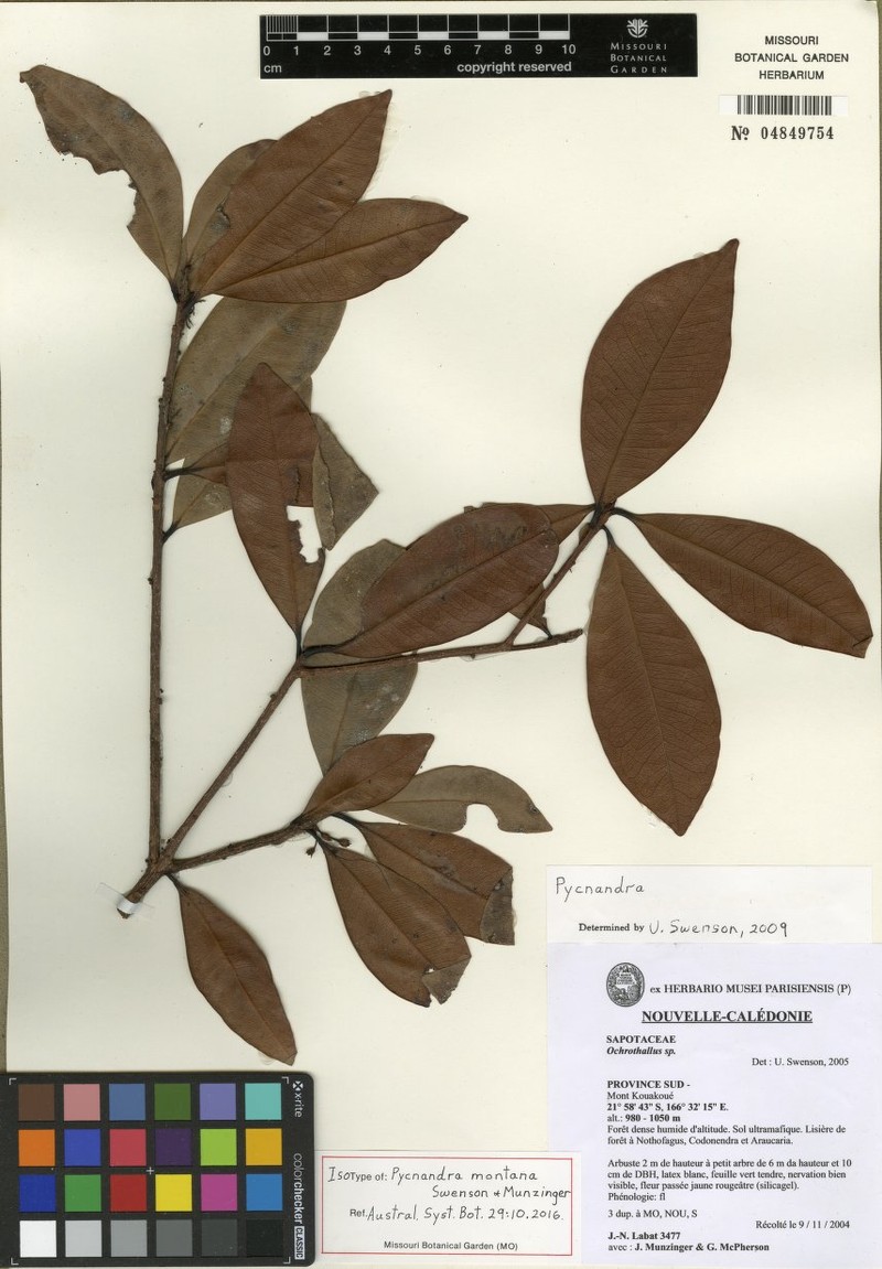 Pycnandra montana photo 2