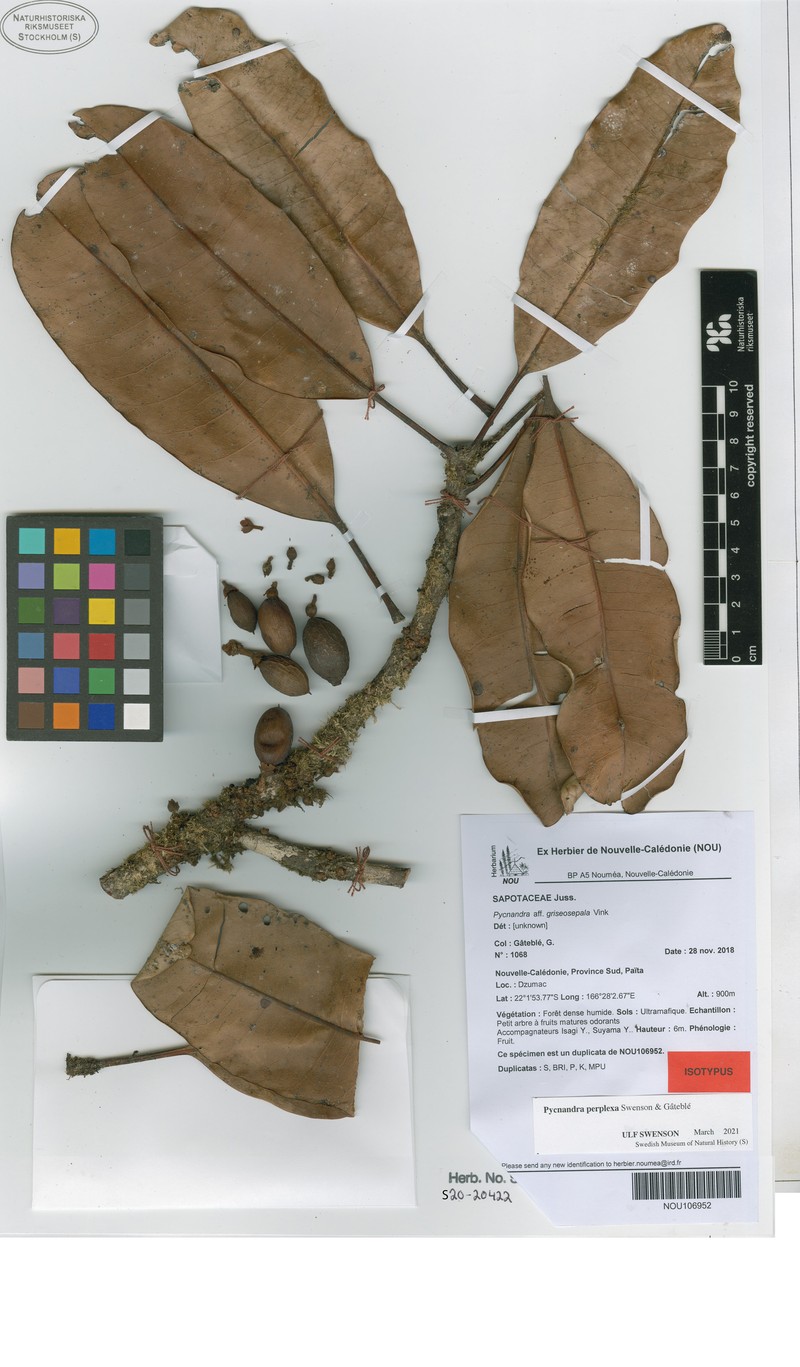 Pycnandra perplexa
