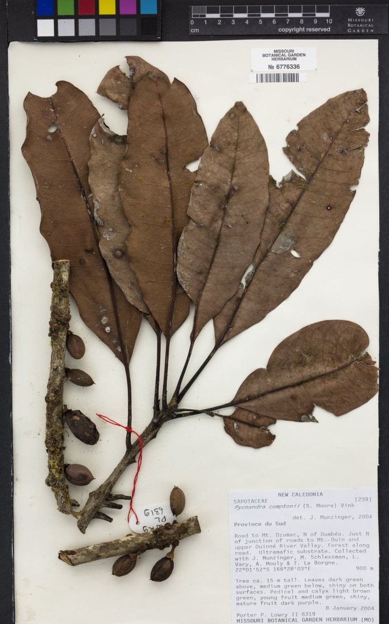 Pycnandra perplexa photo 2