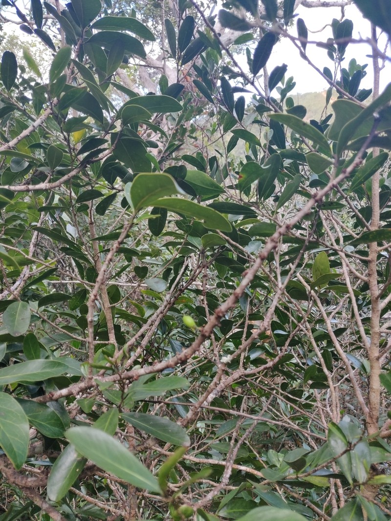 Pycnandra petiolata