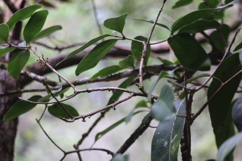 Pycnandra petiolata photo 2